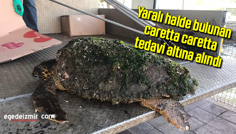 yaralı