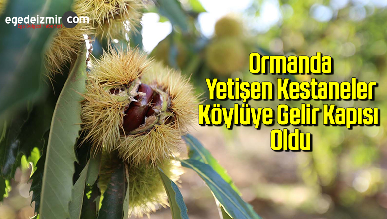 KESTANE
