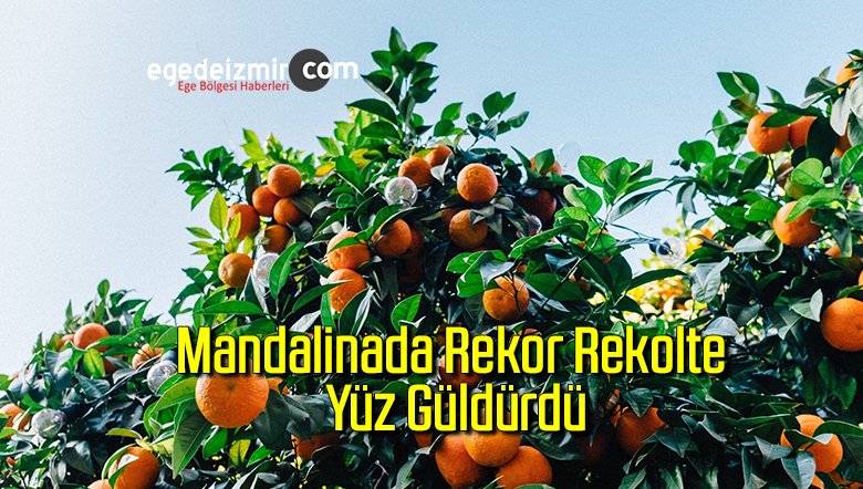 MANDALİNA
