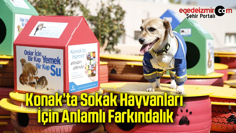 SOKAK HAYVANLARI