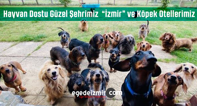 Hayvan Dostu Güzel Şehrimiz “İzmir” ve Köpek Otellerimiz