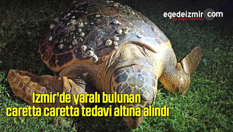 yaralı