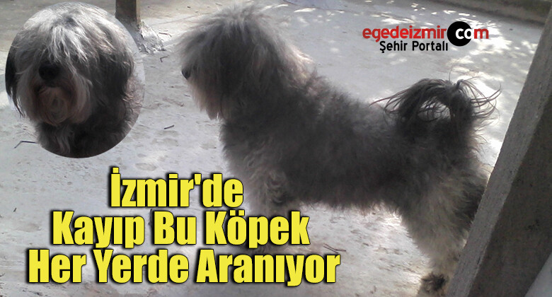 İzmir’de Kayıp Bu Köpek Her Yerde Aranıyor