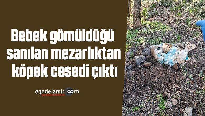 köpek cesedi