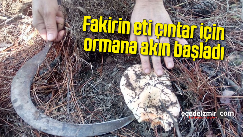 çıntar