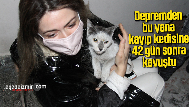 kedi