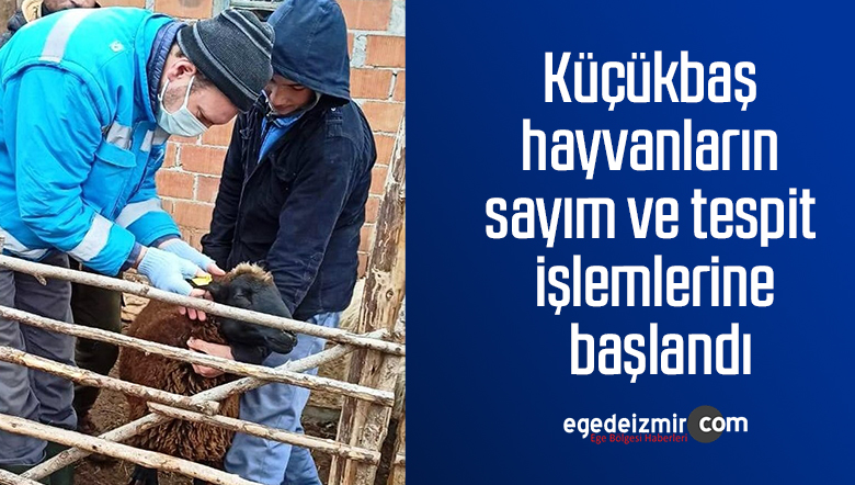 küçükbaş