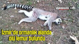 İzmir’de ormanlık alanda ölü lemur bulundu