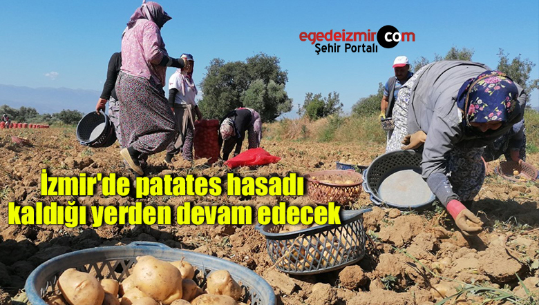 patates