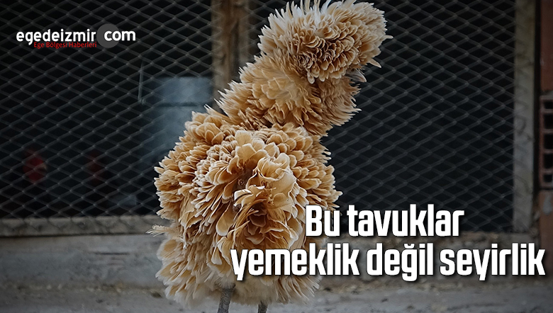 tavuk