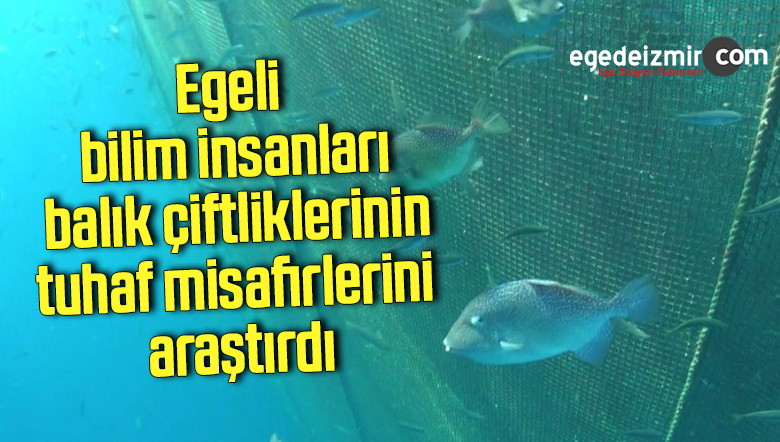 balık