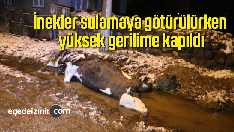 inek