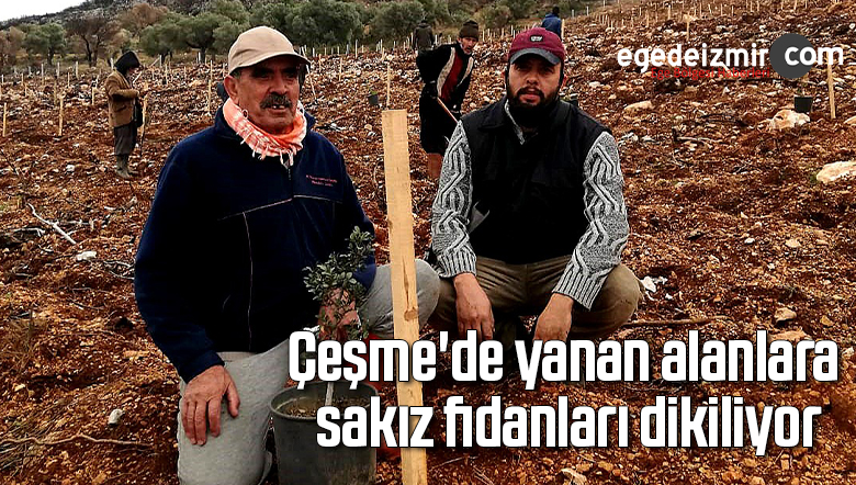 sakız