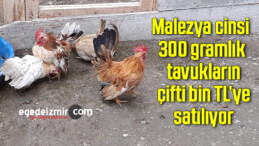 Malezya cinsi 300 gramlık tavukların çifti bin TL’ye satılıyor