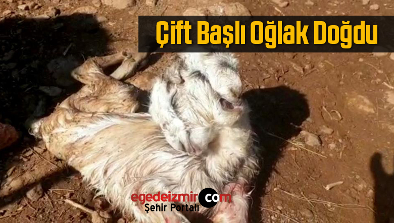 çift başlı