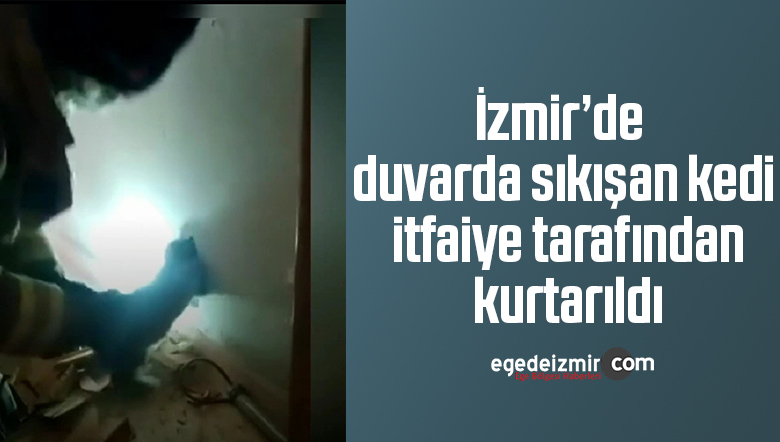 kedi