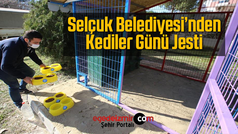 kediler günü