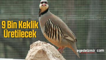 Keklik Üretme İstasyonunda 9 Bin Keklik Üretimi Hedefleniyor