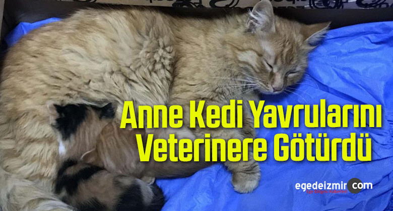 Anne Kedi Hastalanan Yavrularını Veterinere Götürdü