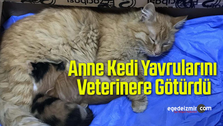 anne kedi