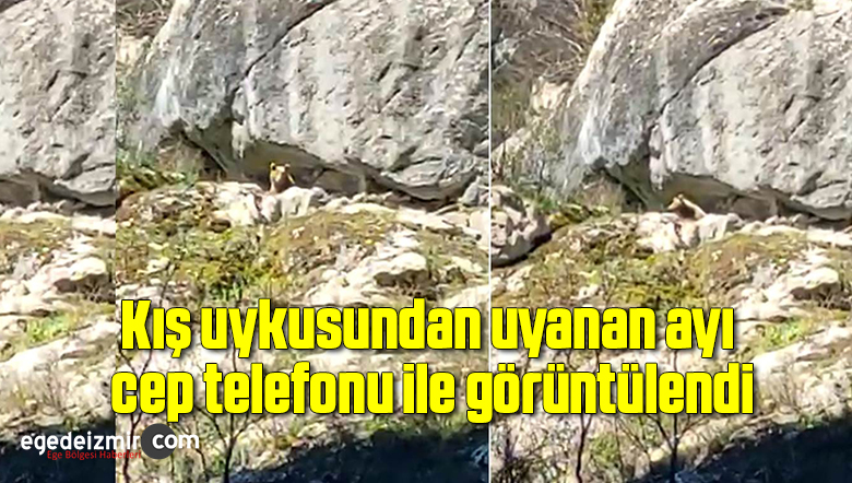 ayı