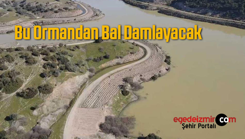 bal ormanından
