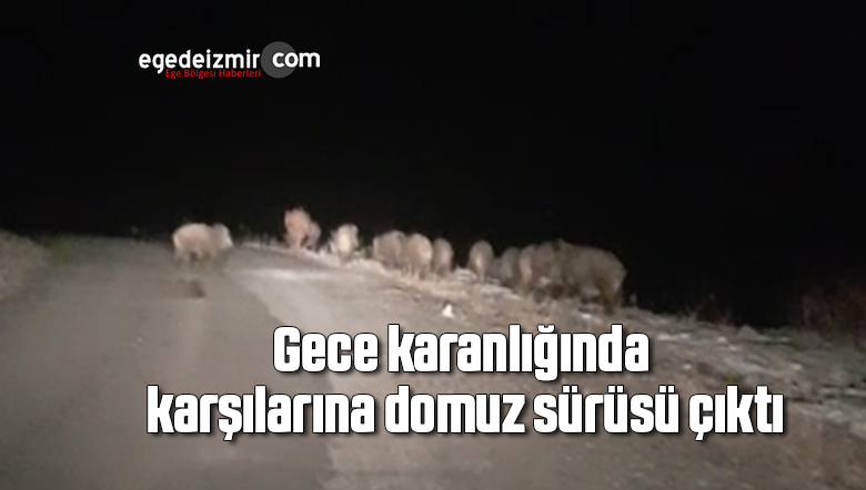 domuz