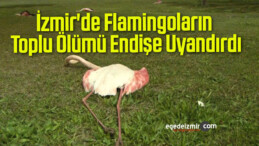 İzmir’de Flamingoların Toplu Ölümü Endişe Uyandırdı