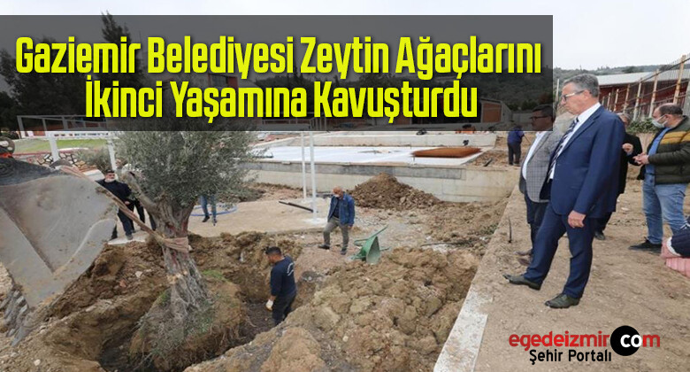 Gaziemir Belediyesi Zeytin Ağaçlarını İkinci Yaşamına Kavuşturdu