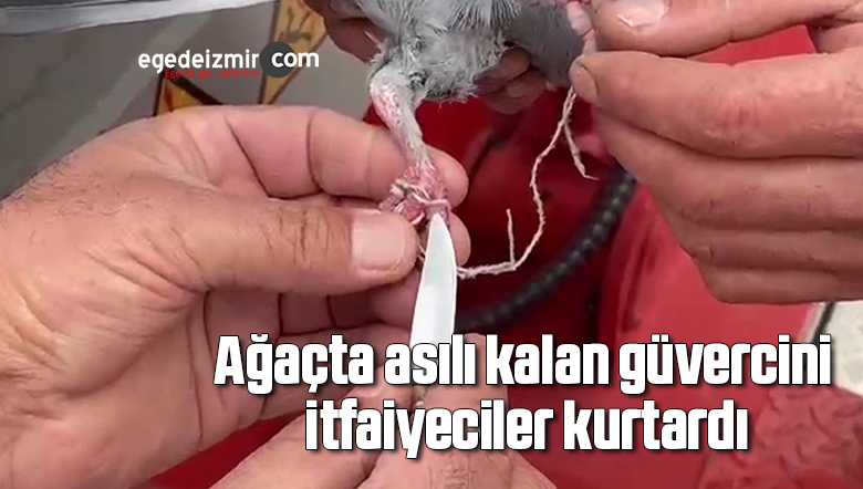 güvercin