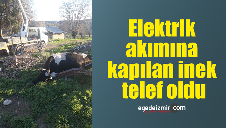 inek