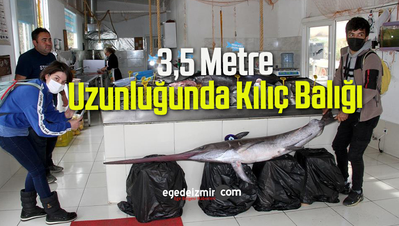 kılıç balığı
