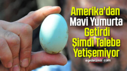 Amerika’dan Mavi Yumurta Getirdi, Şimdi Talebe Yetişemiyor