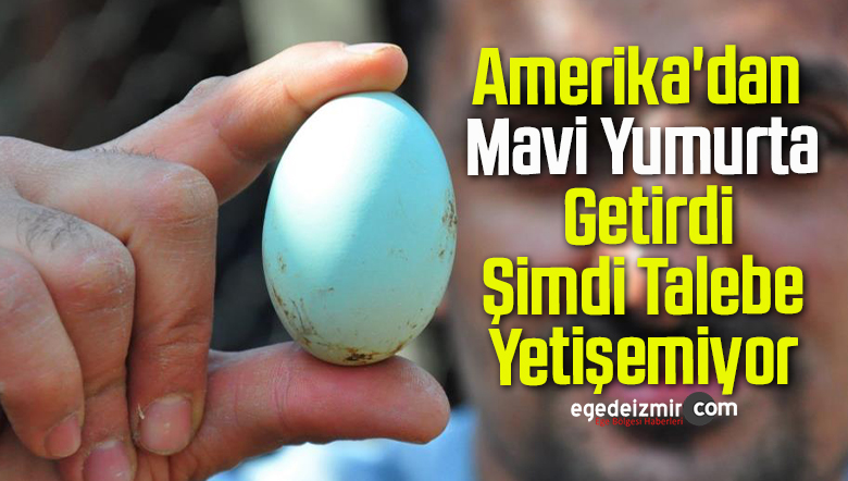 mavi yumurta