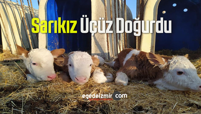 sarıkız