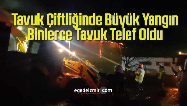 tavuk çiftliğinde