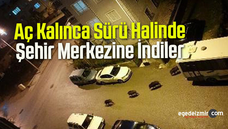 yaban domuzları