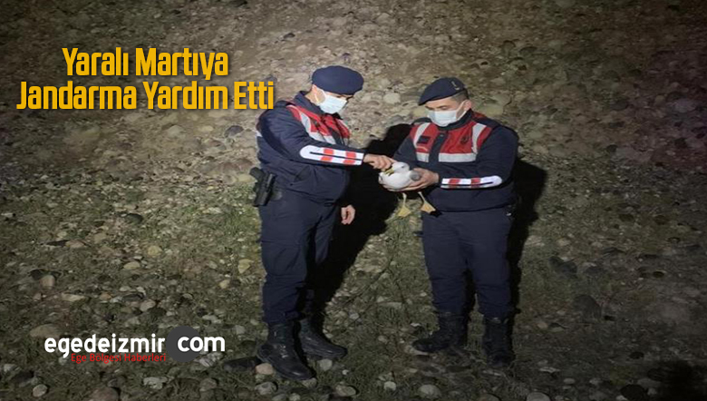 yaralı martıya