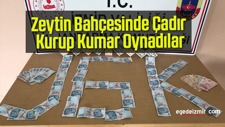 zeytin bahçesinde