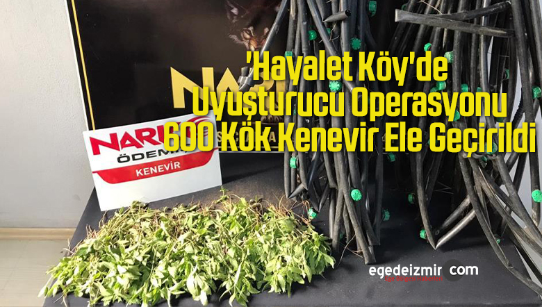 600 kök