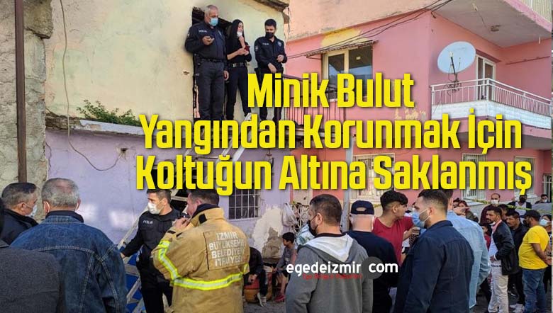 bulut