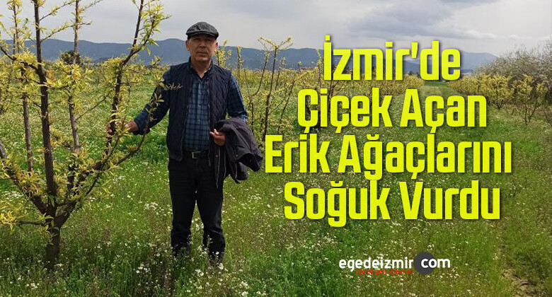 İzmir’de Çiçek Açan Erik Ağaçlarını Soğuk Vurdu
