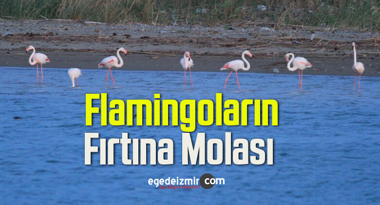Flamingoların Fırtına Molası