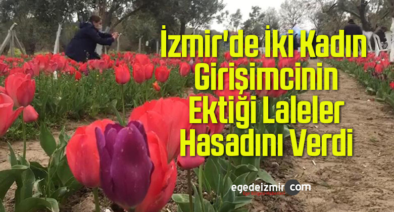 İzmir’de İki Kadın Girişimcinin Ektiği Lalelerin Hasadı Yapıldı