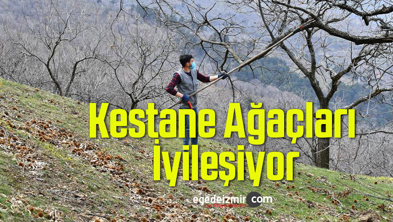 kestane