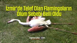 İzmir’de Telef Olan Flamingoların Ölüm Sebebi Belli Oldu
