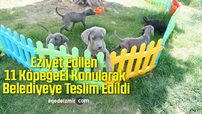 11 köpeğe