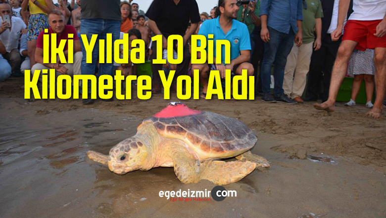 Caretta Caretta