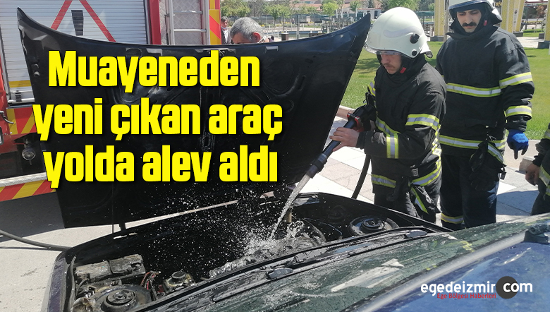 alev