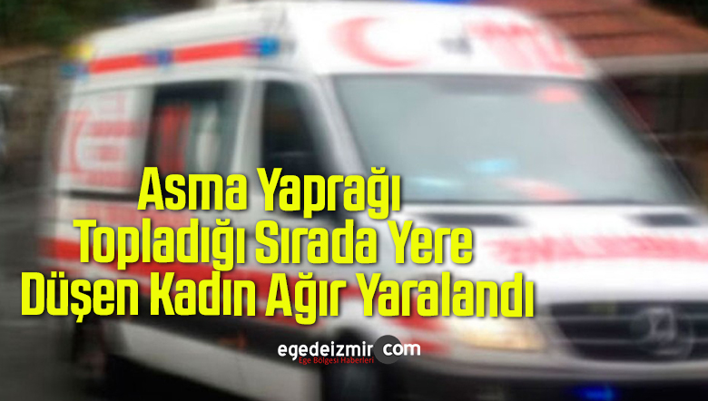 asma yaprağı